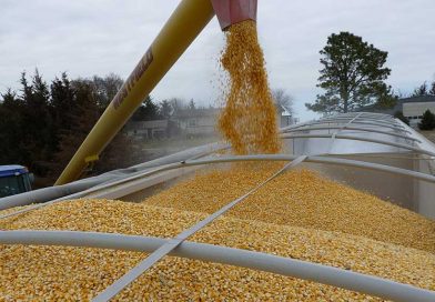 NAJAVE: Kineska kompanija ulaže 250 mil EUR u preradu kukuruza u Srbiji?