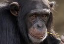 Logistics services to relocate four rescued chimpanzees from Guinea-Bisau to Liberia (VIDEO)